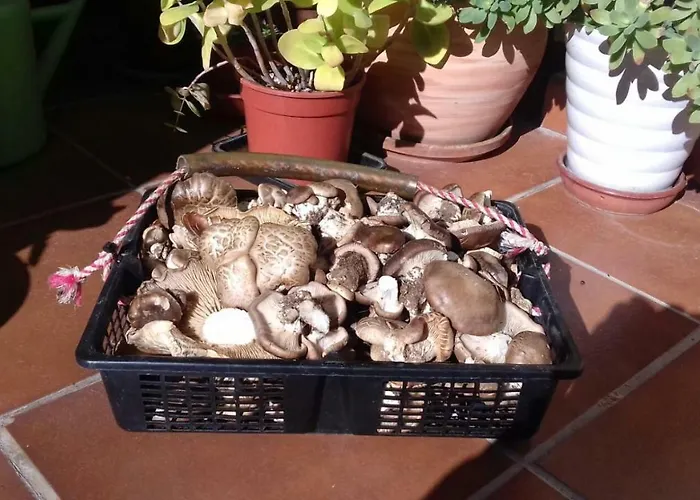 Εξοχικό σπίτι Arroyo Milano